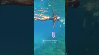 自由潜水技巧视频解析：Learn to duckdive - freediving tutorial