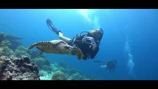 自由潜水训练视频解析：PADI Advanced Open Water Training in Auckland