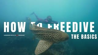 自由潜水装备视频解析：HOW TO FREEDIVE | The Basics, Gear &amp; Techniques