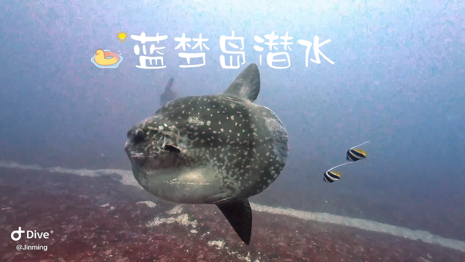 水肺潜水技巧视频解析：蓝梦岛及周边潜水，两天6潜，三只mola，一群manta，超多海龟，鳐鱼、章鱼、鳗鱼、五彩珊瑚，这一趟太值了！