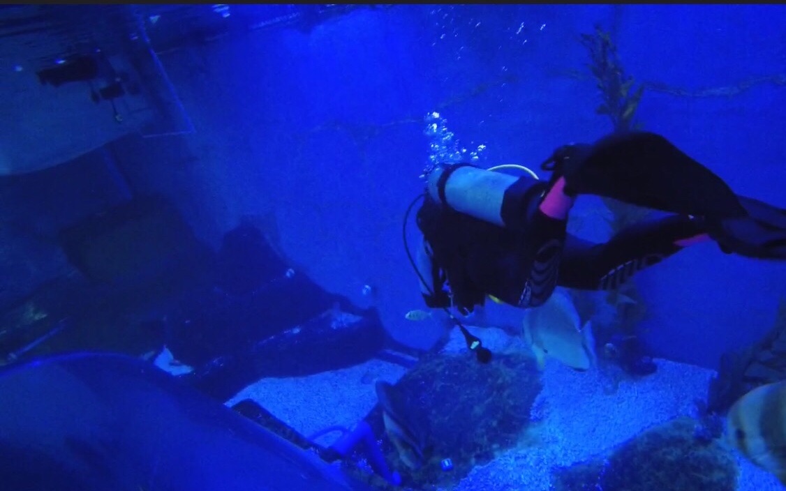 水肺潜水技巧视频解析：SCUBA DIVING潜水体验